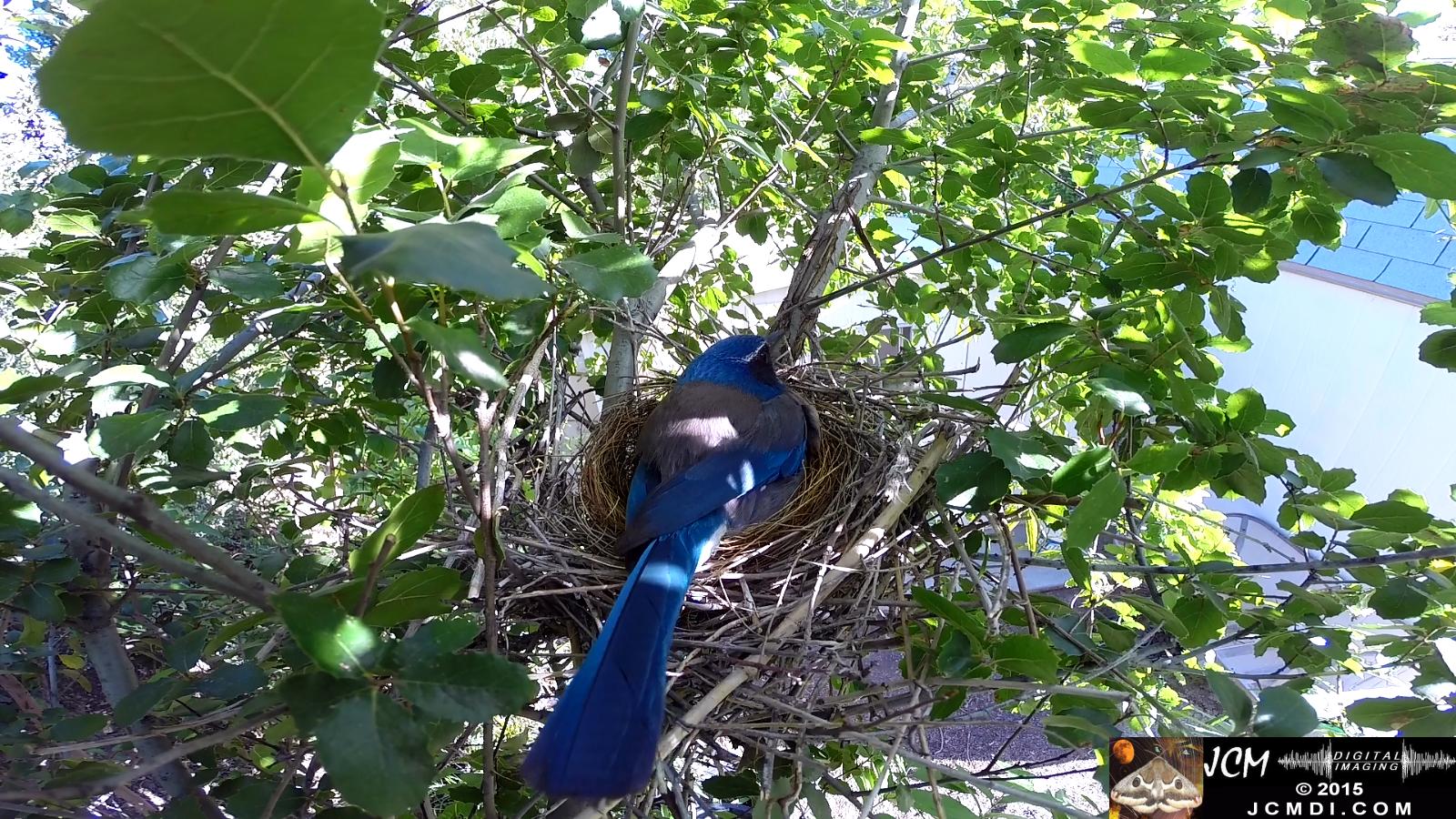 Scrub jay female returns to nest and sits backwide view santa clarita jcmdi.com